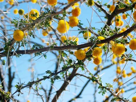 Flowering Thorn Tree 3 Free Photo Download Freeimages