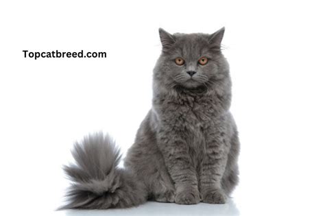British Longhair Cat Breed Characteristics And All Information