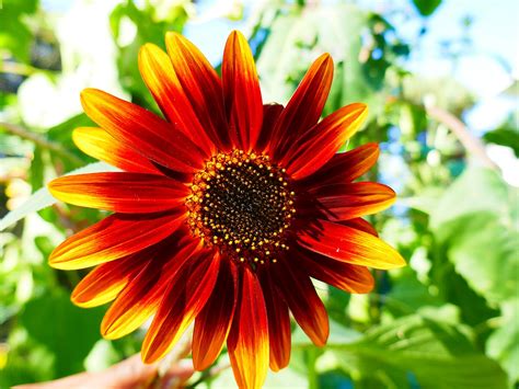 Sunflower Yellow Flower Free Photo On Pixabay Pixabay