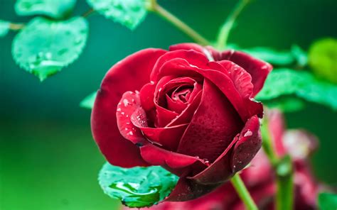 Red rose beach wallpapers : Beautiful red rose with raindrops in the garden