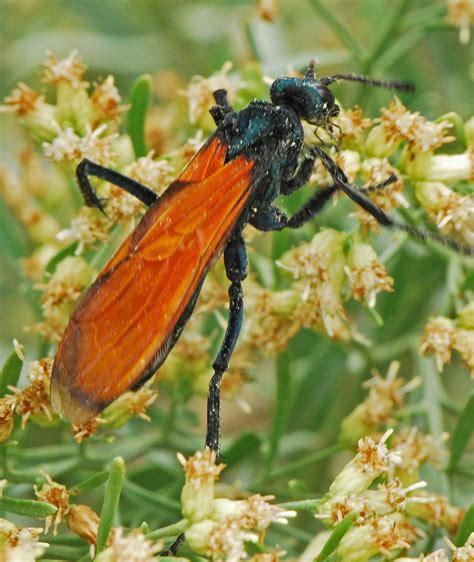 Tarantula Hawks Insects Of The American River Parkway · Naturalista