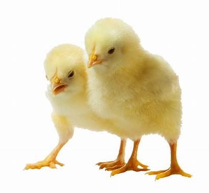 Chicken Clipart Chick Freepngimg