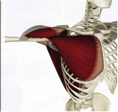 The pectoralis major flap comprises the pectoralis major muscle, with or without overlying skin relevant anatomy. Pectoralis Major - Yoga Key Muscles - Dahn Yoga