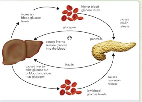 Production Of Glucose By The Liver Medication Management Llc