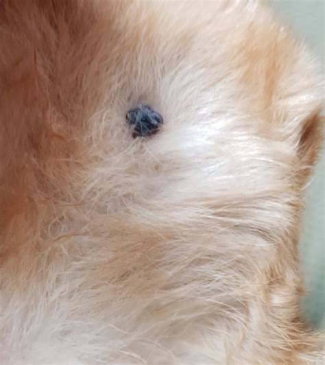 Is It A Tick How To Tell If Its A Tick On Your Dog Or Cat With