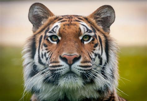 Free Images Predator Siberian Tiger Bengal Tiger Carnivore