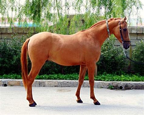 karabakh horse abrikos attempts  reconstruct  virtually extinct national horse