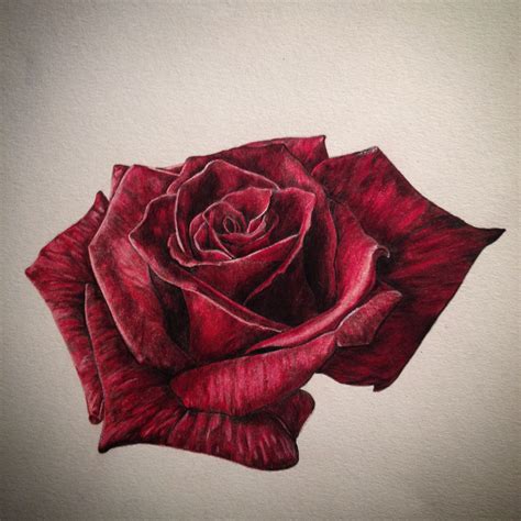 Realistic Rose Drawing In Coloured Pencil