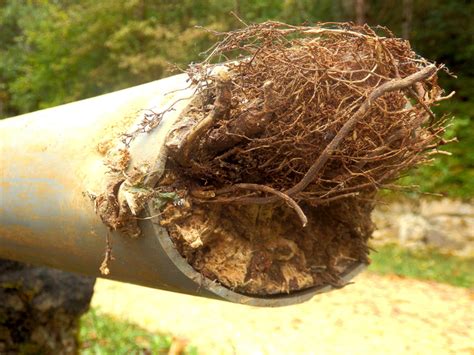 Tree Roots In Sewer Lines Evans Plumbing Inc