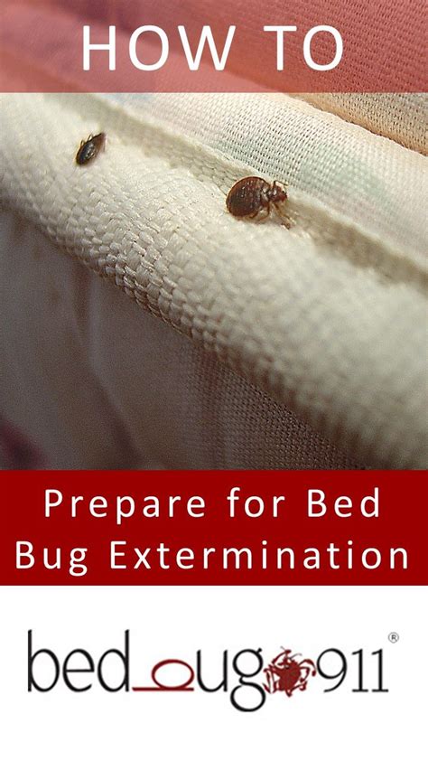 Step By Step Instructions On How To Prepare For Bed Bug Extermination