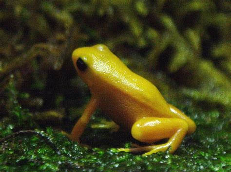 Golden Mantella Frog Endangered Wildlife