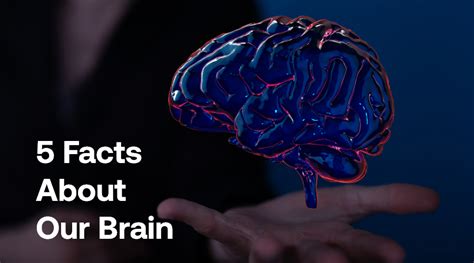 5 Brain Facts You Dont Know Giver Nutrition