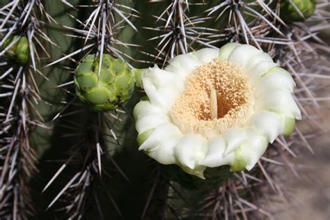 Practical Biology Science For Everyone Saguaro Cactus Flower Bloom