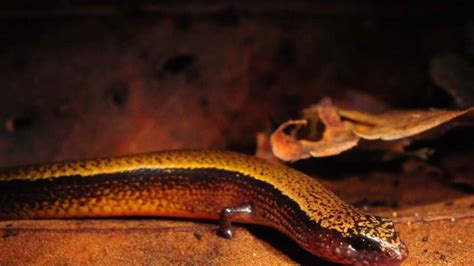 Skink Bizarrely Lays Eggs And Gives Birth Sbs News