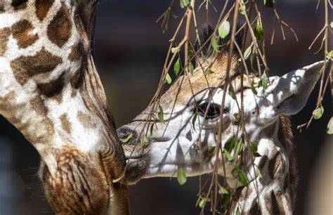 Precious Giraffe Calf Gets Fitting Name At Adelaide Zoo