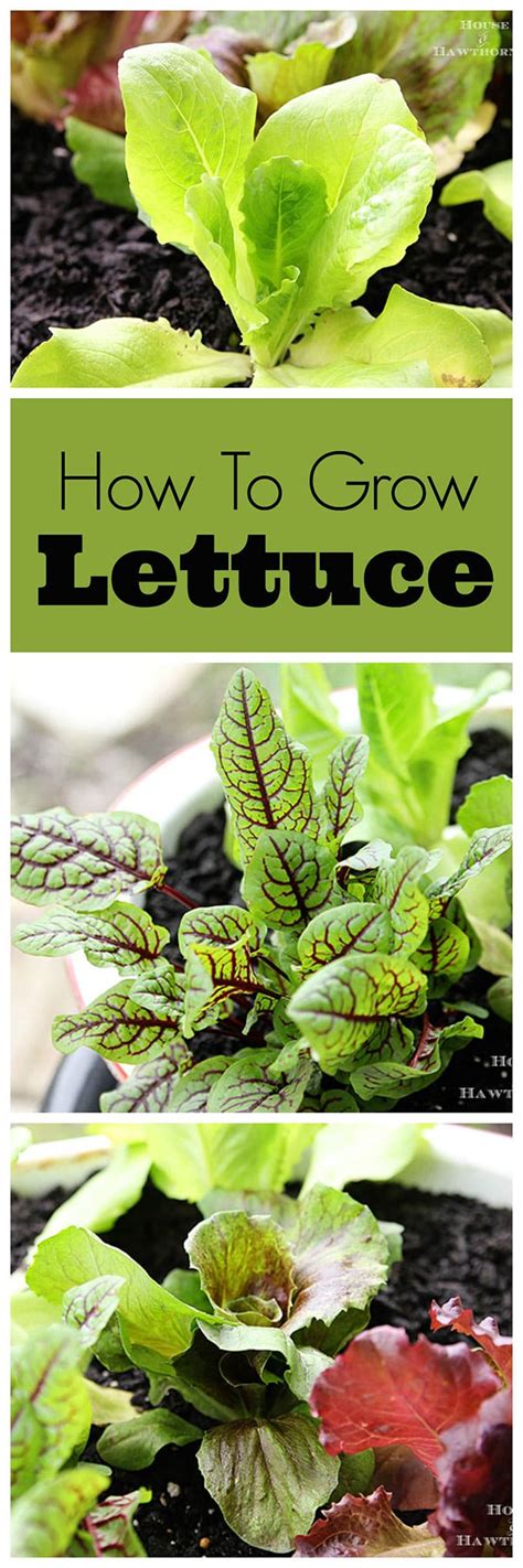 Unless noted otherwise, all my pronunciations are british as pronounced by a. Guide To Growing Lettuce In Containers - House of Hawthornes