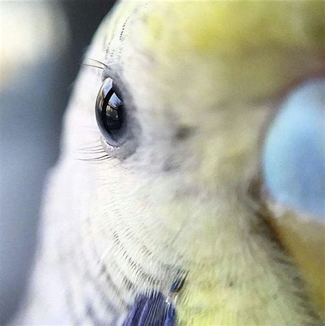 Great Shot Yes They Do Have Adorable Little Eyelashes My Budgies