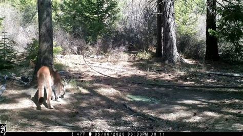Cougar On Trail Cam Youtube