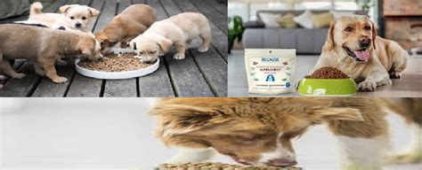 Dilated cardiomyopathy in dogs & cats: The FDA has linked 16 popular brands of dog food with ...