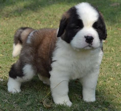 Contact the dog breeders below for saint bernard puppies for sale. st bernard puppies | St.Bernard Price in India,St.Bernard ...