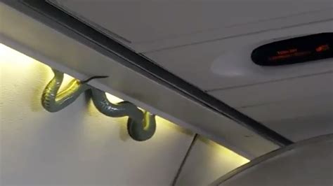 Real Life Snakes On A Plane Rtm Rightthisminute