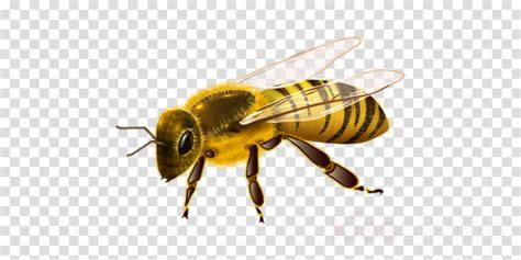 Honey Bee Clipart Realistic Pictures On Cliparts Pub 2020 🔝