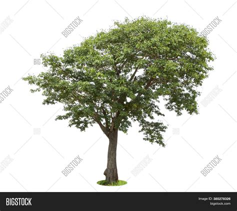 Isolated Tree On White Image And Photo Free Trial Bigstock