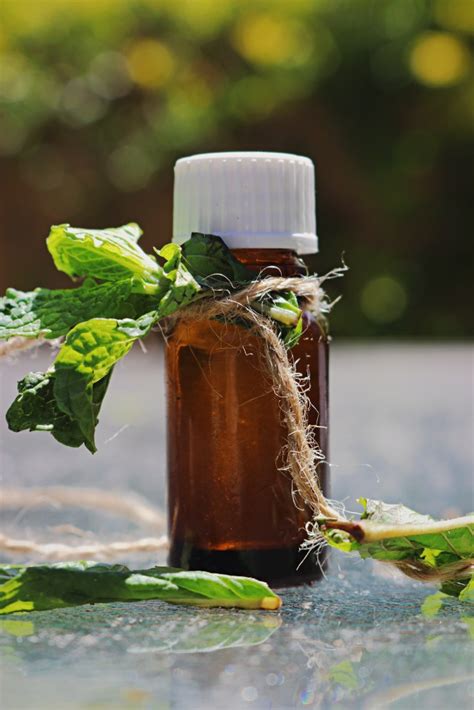 DIY Peppermint Oil Made Without A Still
