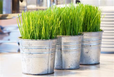 How To Grow Wheatgrass At Home And Juice This Superfood Juicer Review