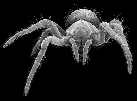 Spiderling Photograph By Steve Gschmeissnerscience Photo Library