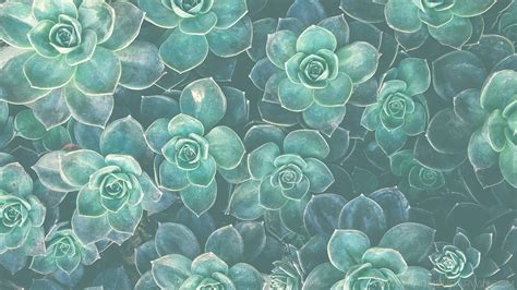 Succulent Wallpapers 51 Images