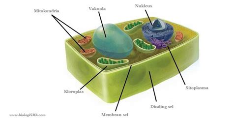 Bagian Bagian Sel Membran Sel Sitoplasma D