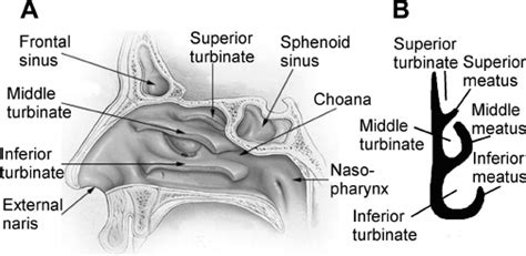 Anatomy Of The Human Nasal Cavity Schematic Of A Sagittal Plane Cut