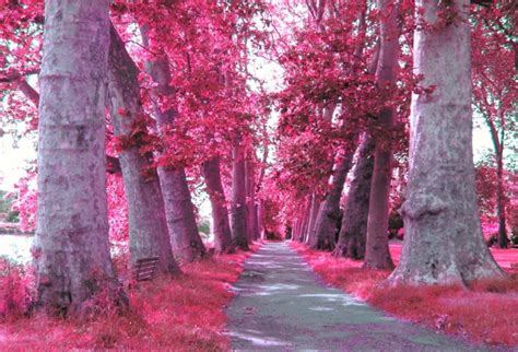 Pink Trees Pink Color Photo 23859329 Fanpop
