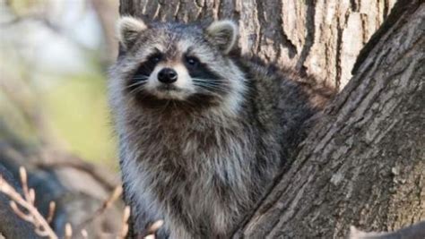 Amazing Facts About Raccoons Onekindplanet Animal Education