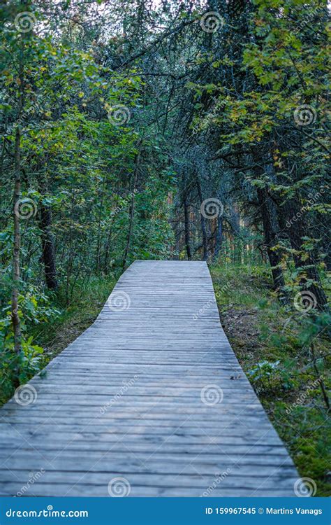 Wet Wooden Footpath In Green Forest Stock Image Image Of Hiking
