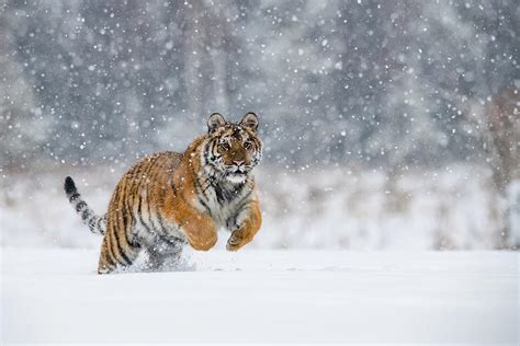 The Siberian Tiger Panthera Tigris Tigris Is Running In The Snow In