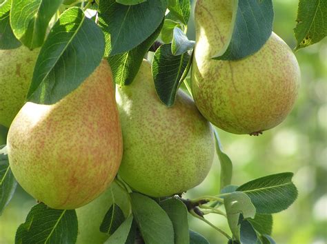 Pear Tree Comice Restoring Eden