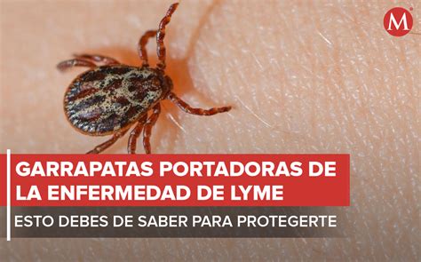 Garrapatas Transmiten La Enfermedad De Lyme Qué Hacer Para Protegerte