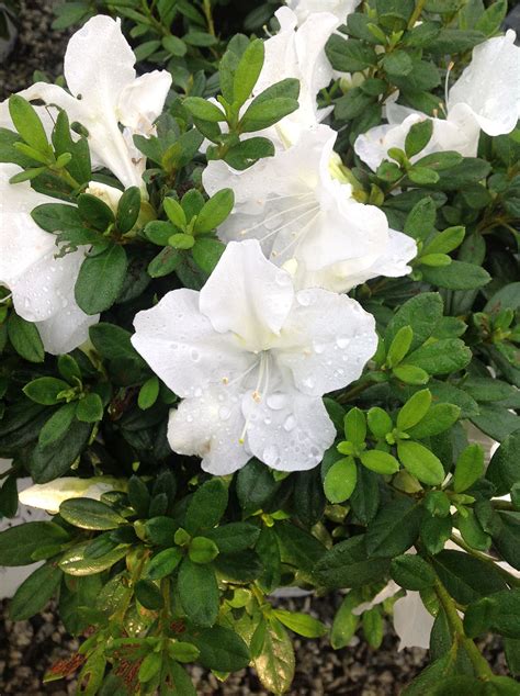 Azalea Bloom A Thon White Pp21512 Gossetts Landscape Nursery