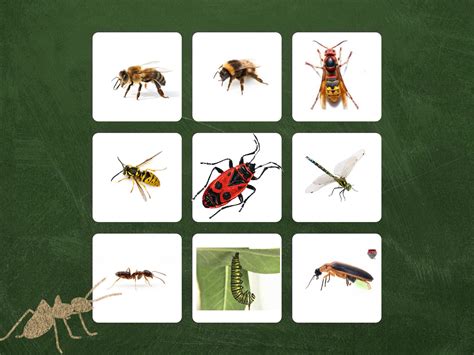 Play Imagier Des Insectes By Judy Lc On Tinytap Tout Imagier Insectes