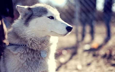 Husky Wallpapers Hd Beautiful Wallpapers Collection 2018