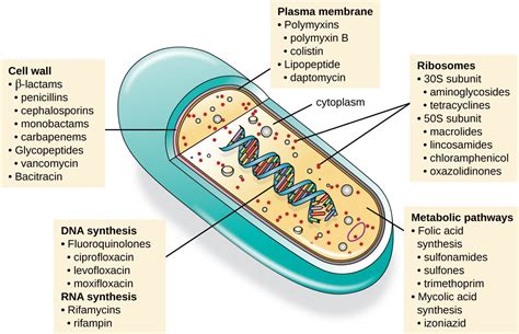 Mechanisms Of Action Of Antibacterial Drugs Microbiology