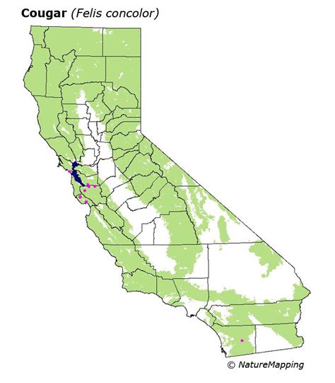 California Distribution Map Cougar Or Mountain Lion Felis Concolor