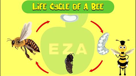 Honeybee Life Cycle All About Honeybees YouTube