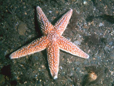 Common Starfish Animal Database Fandom