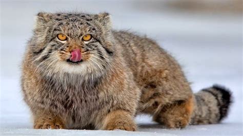 Meet The Pallass Cat The Fluffy Wildcat That Looks Like A Persian