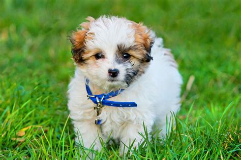 Dog Breeds That Don T Shed - Search Best 4K Wallpapers