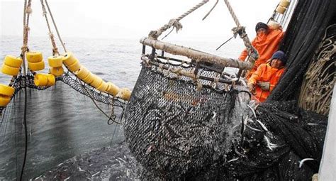Economía Sector Pesca Qué Debemos Hacer Para Estar A La Par De Chile