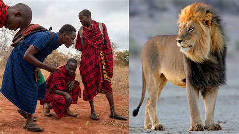 Once Hunters Maasai Tribe Is Now The Guardian Of African Lions In Tanzania